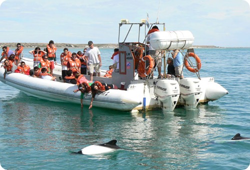 delfines avistaje