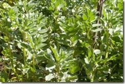 A Zona Euro que vá à fava. Abr.2013 A Zona Euro que vá à fava. Abr.2013