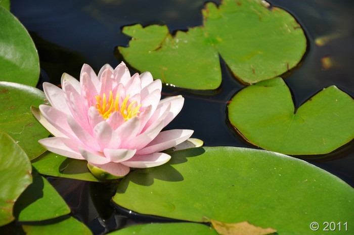 [lily%2520bloom%25202011%2520003%255B6%255D.jpg]