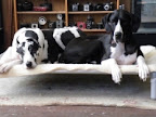 ...to a dog bed big enough for these two giants!