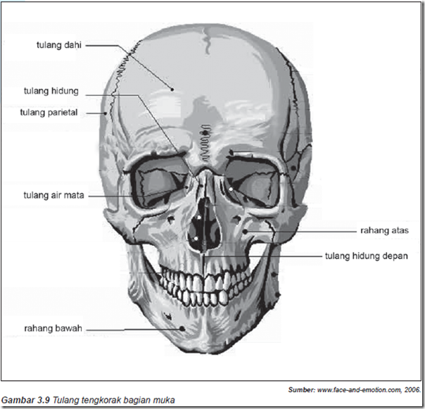 Tulang tengkorak bagian muka