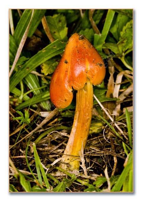 Fungi 8  Blk W Cap