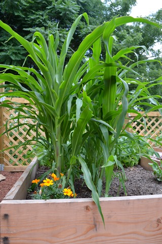 Corn in July