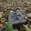 dsc03927.jpg