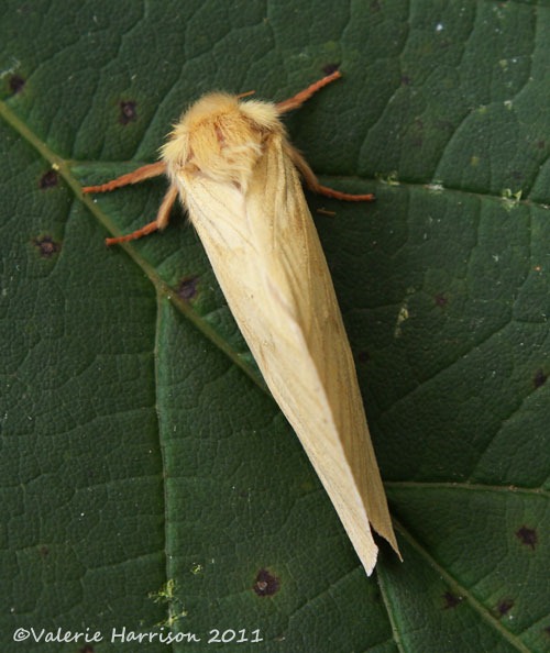 [ghost-moth-female-top%255B2%255D.jpg]
