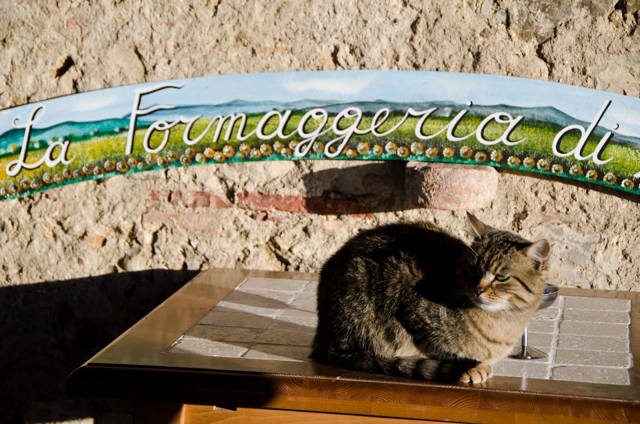 Cat at Podere Paugnano