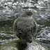 American.dipper.dscn3073
