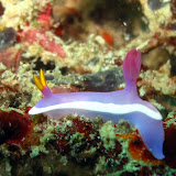 Another nudi branch