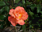 100_6414.JPG