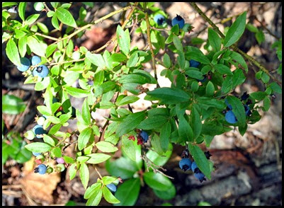 02f - Emory Path -  blueberries along the path