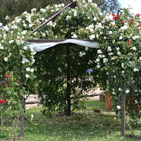 DSC_2447.JPG