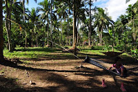 pinoyecofarm november_0090.JPG