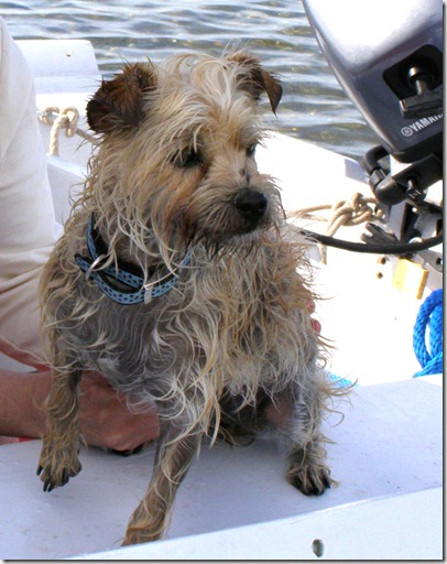 Chien marin 3