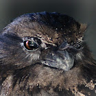 Tawny Frogmouth
