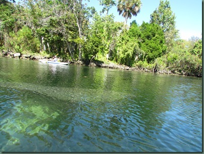 Manatee