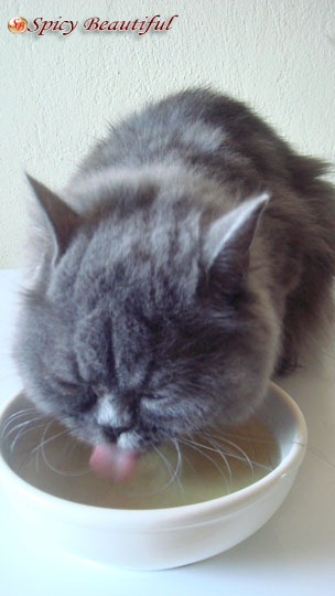 Sedative For Cats Travelling In A Car Uk Sedative For Cats Travelling In A Car Uk