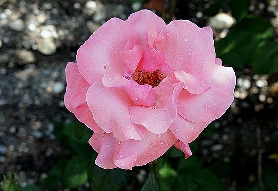 rosa rosa 2 - Gloria Ishizaka