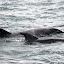 Bottlenose Dolphins Can Grow To Several Meters In Length - Bay of Islands, New Zealand