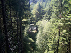 california_sequoia