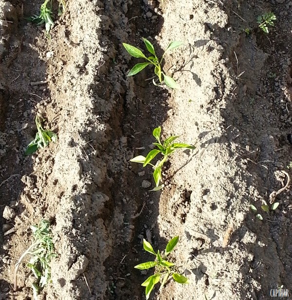 [20130515_173701%255B16%255D.jpg]