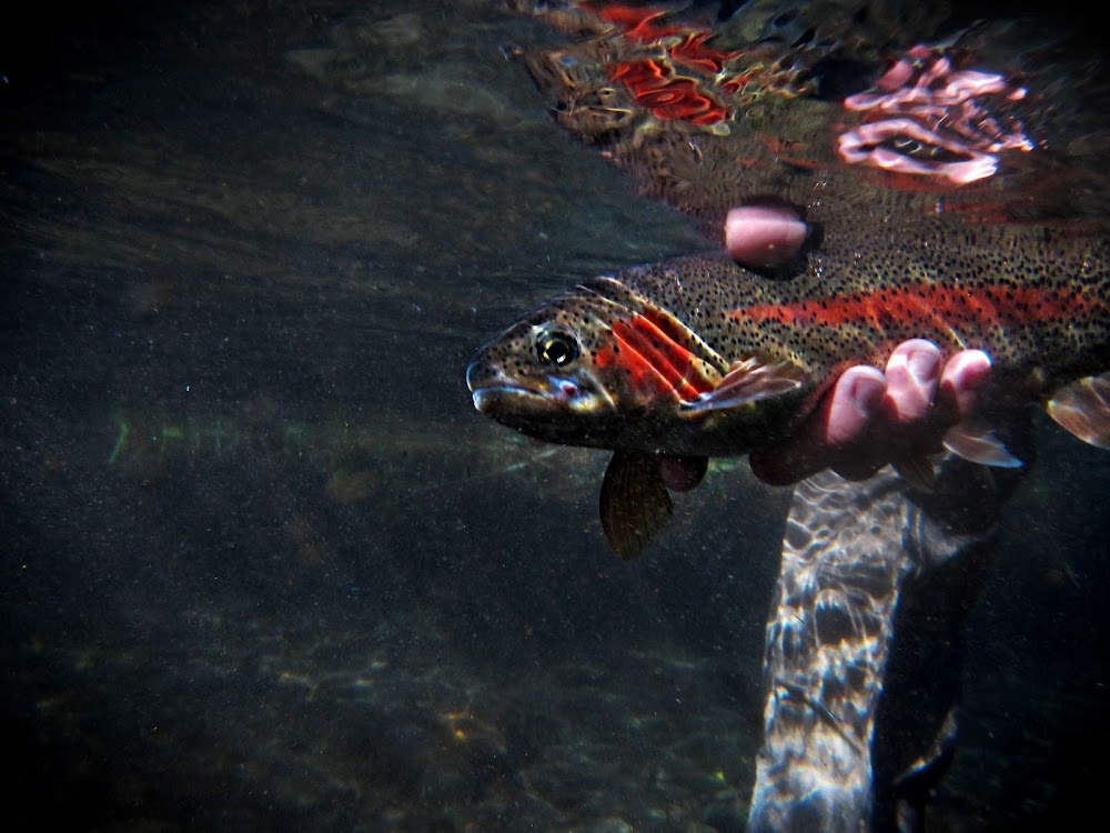 Picture from Metolius River