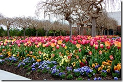 tptulips6