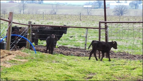 the calves are out the calves are out