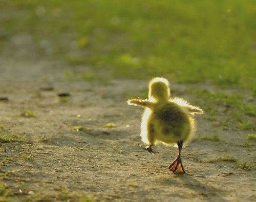 [duckling-trying-to-fly%255B5%255D.jpg]