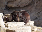denver_zoo