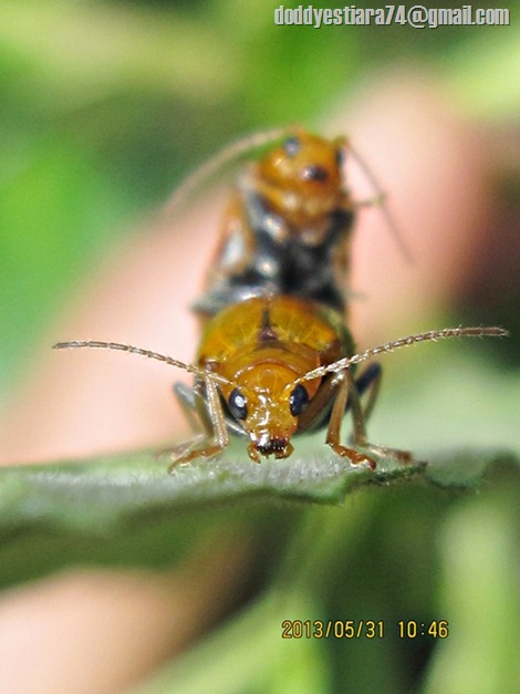 Aulacophora foveicollis (Lucas, 1849) 01