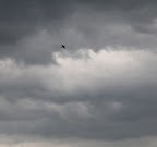 Little bird!  Please take cover!