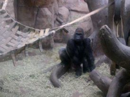Gorilla