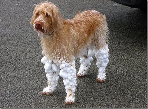 dog-wearing-snow-socks