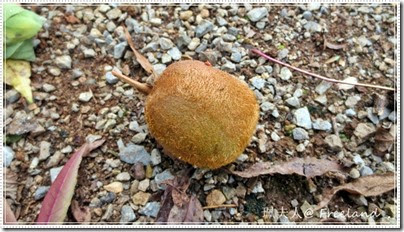 chestnuts7 chestnuts7