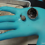 lens_in_hand.JPG
