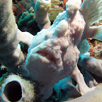 Giant frogfish (Cabilao)