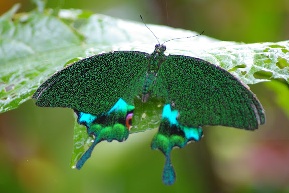 Papilio karna carnatus ROTHSCHILD, 1895. Moyog, Crocker Range (Sabah, Malaisie, Bornéo), 18 août 2011. Photo : J.-M. Gayman