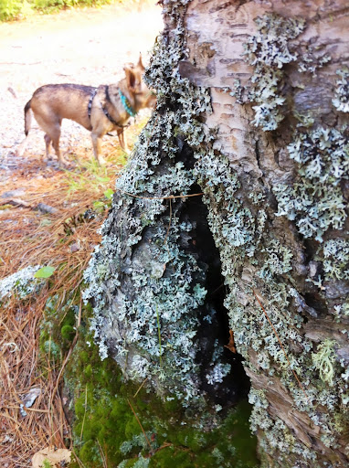 And ya see this opening in the tree... ? Mom said she used to have a toad friend who lived in there! And ya see this opening in the tree... ? Mom said she used to have a toad friend who lived in there!