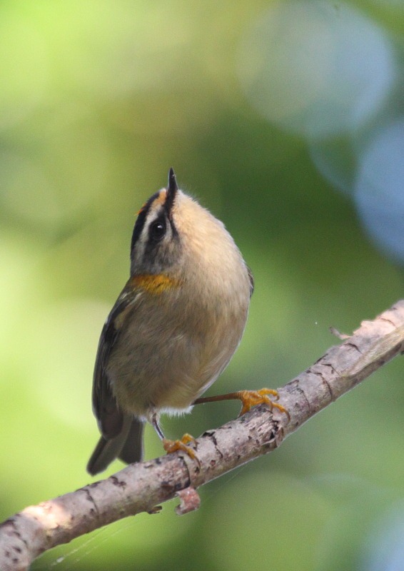 [firecrest2%255B3%255D.jpg]