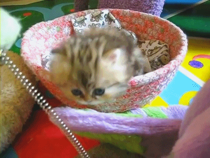 [474%255B5%255D.gif]