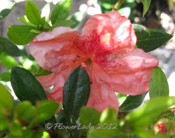 [03-20-azalea%255B5%255D.jpg]