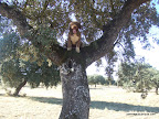 Gordpilib de Ubrique (Ron) subido a una encina de Fuente Obejuna (C&oacute;rdoba)