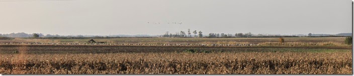 IMG_7168M IMG_7168M