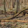 Rezerwat "Śnieżycowy Jar" dsc07008.jpg