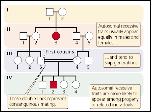 In Pedigree Charts Autosomal Dominant Disorders Typically