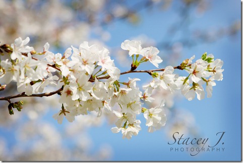 Spring 2012 001 copy