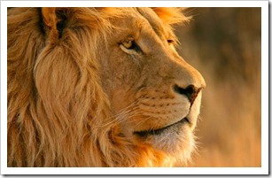 lion-wallpaper-from-lion