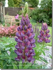 Lupin Photo