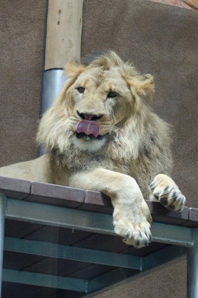 zoo-23
