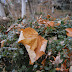 DSLR Filtre: polarizare & ND4/ND8 D60 Polarizare Diverse%252520%2525283%252529 DSLR Filtre: polarizare & ND4/ND8